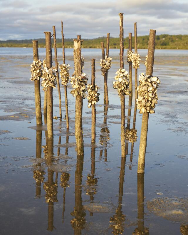 Sculptural formation using empty oyster shells on wooden poles standing up out of the water.