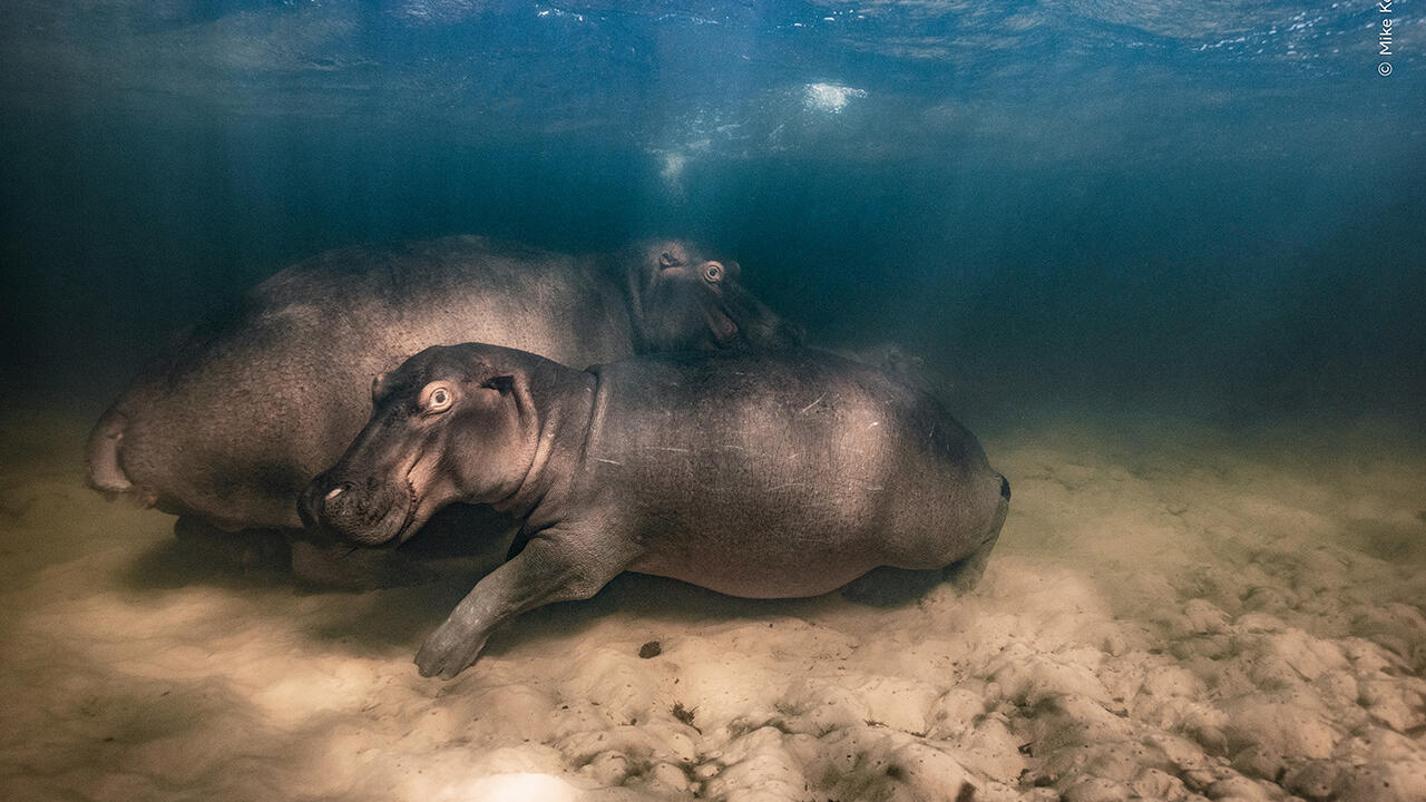 Wildlife Photographer of the Year 59 | Australian National