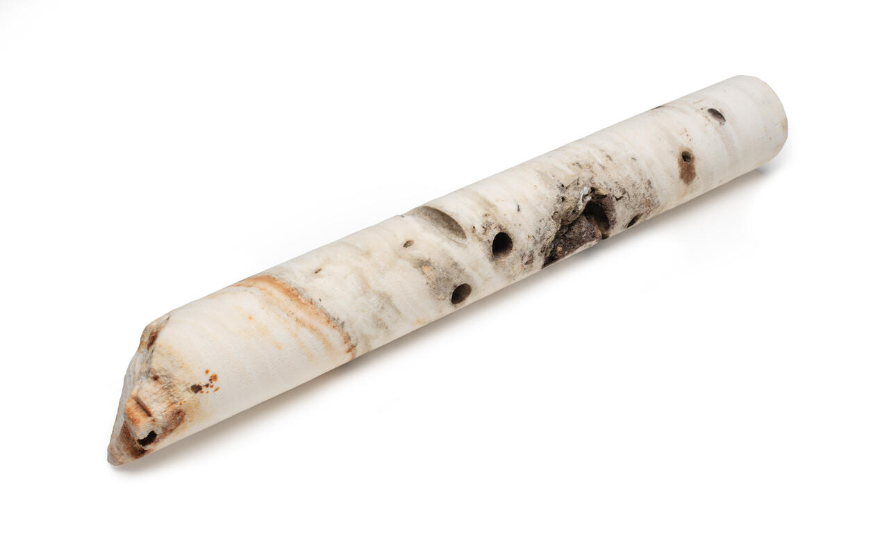 A piece of Coral core sample showing growth layers