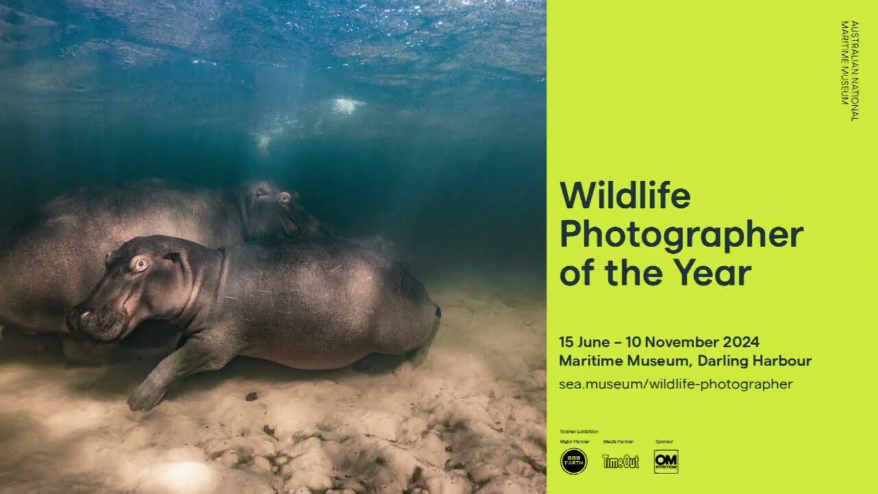 写真集 Wildlife Photographer of the Year 6冊 Amazon.com: 60 Years of Wildlife Photographer of the Year