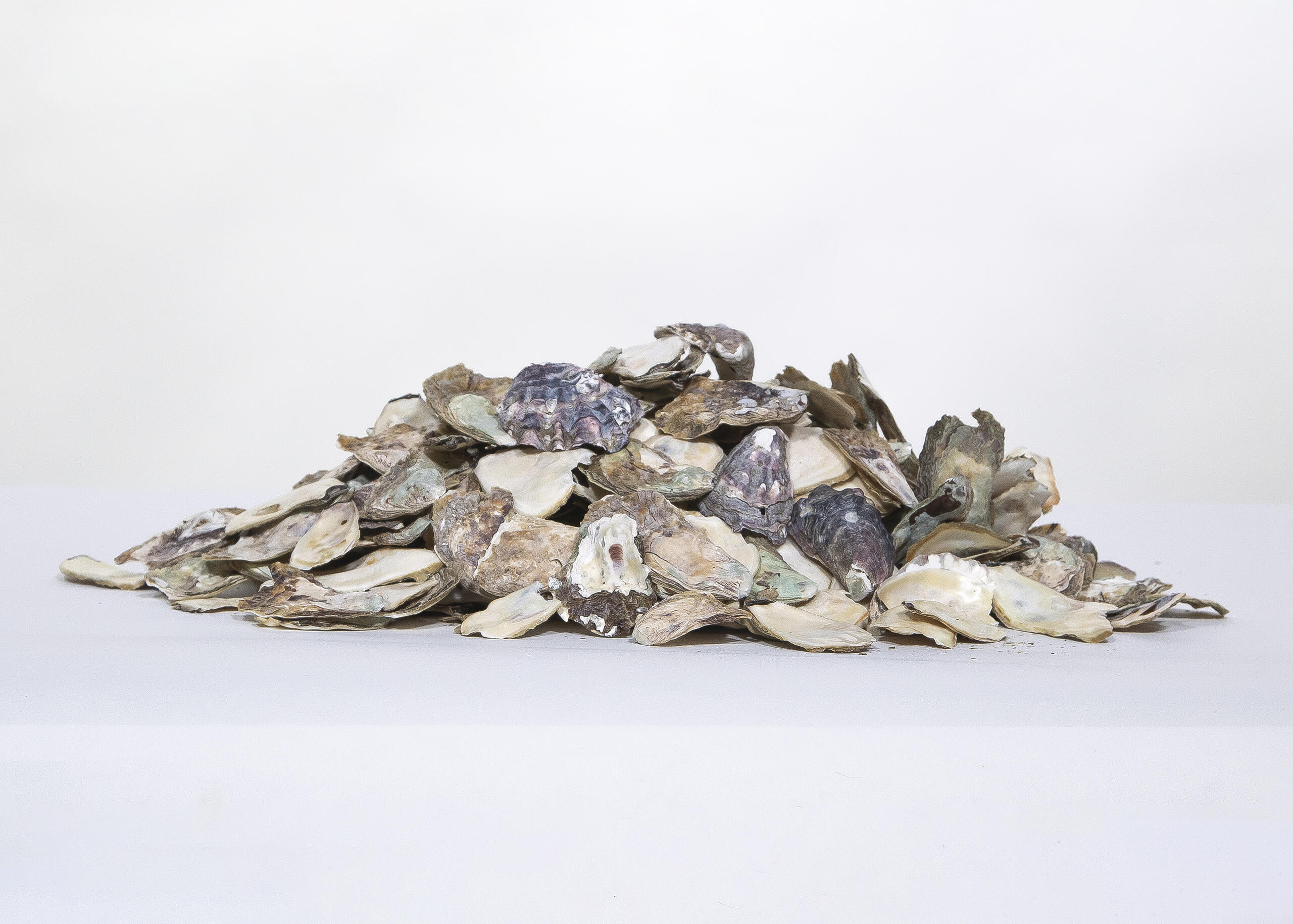 Pile of oyster shells